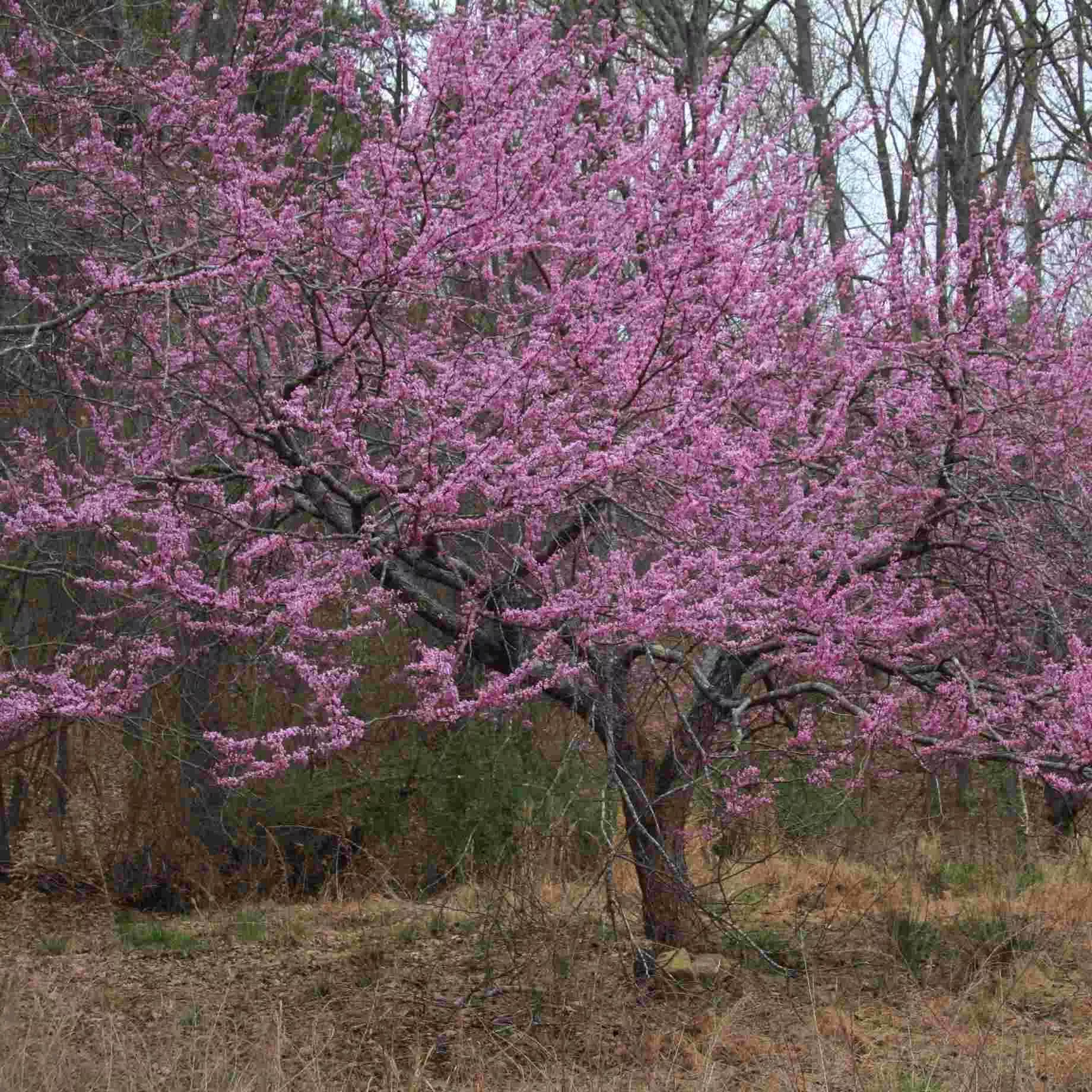1 Eastern Redbud Tree - Cercis canadensis | 14–18” Live Bare Root | Native Flowering Tree for Landscape & Wildlife