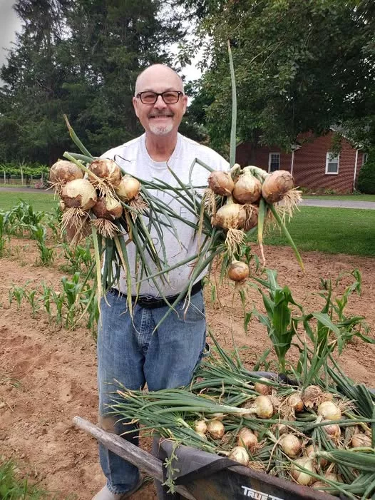 1015Y Texas Super Sweet Onion Plants – 30 Bunch Case