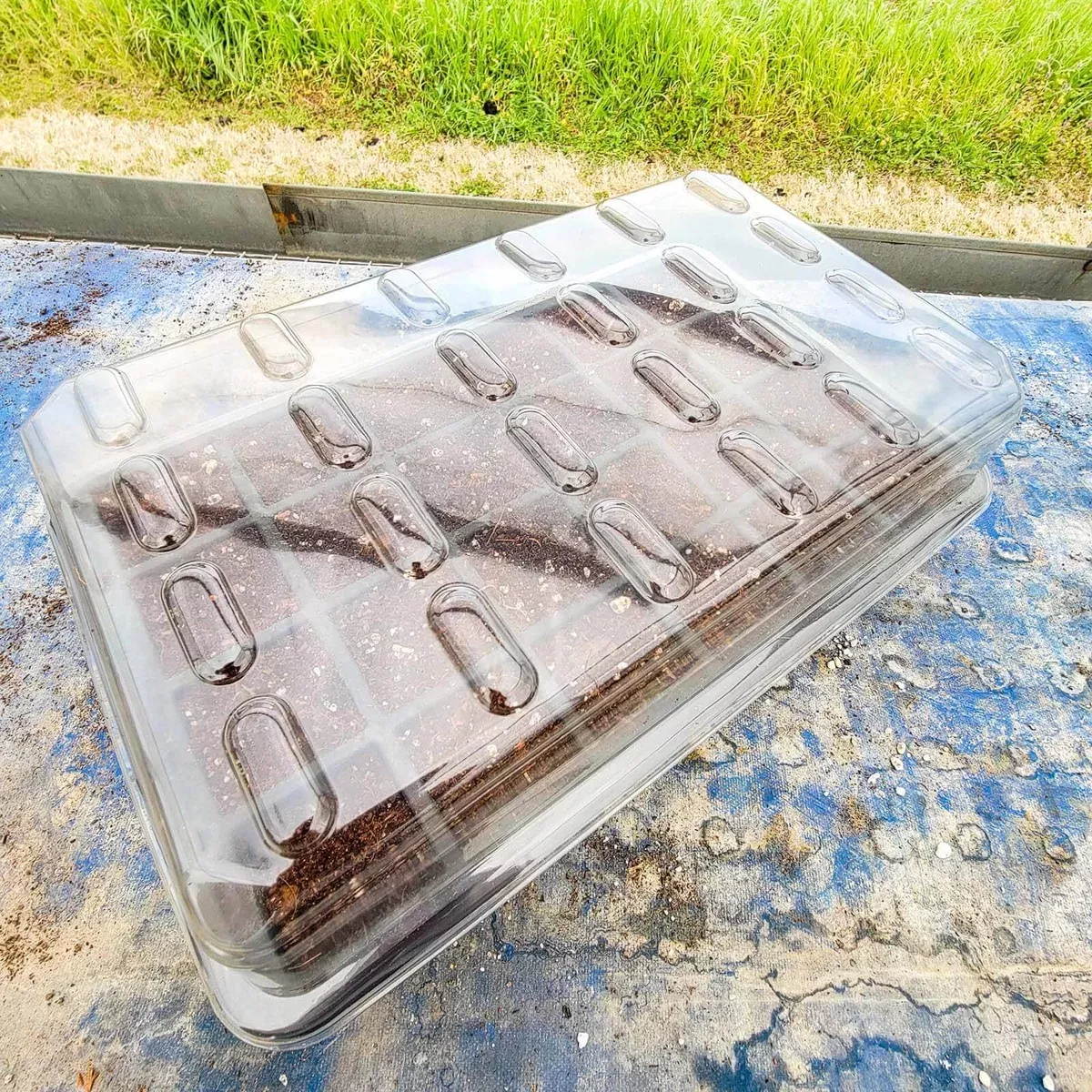 24 Cell Seed Starting Trays