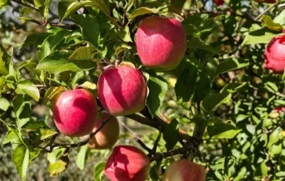 3 Fresh Unrooted Plum Tree Cuttings Organic Fruit Tree Starter for Propagation