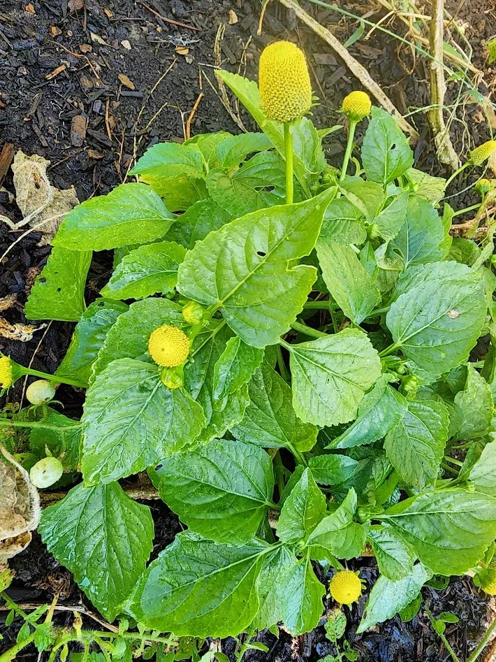 40 Herb Seed Varieties Combo Pack