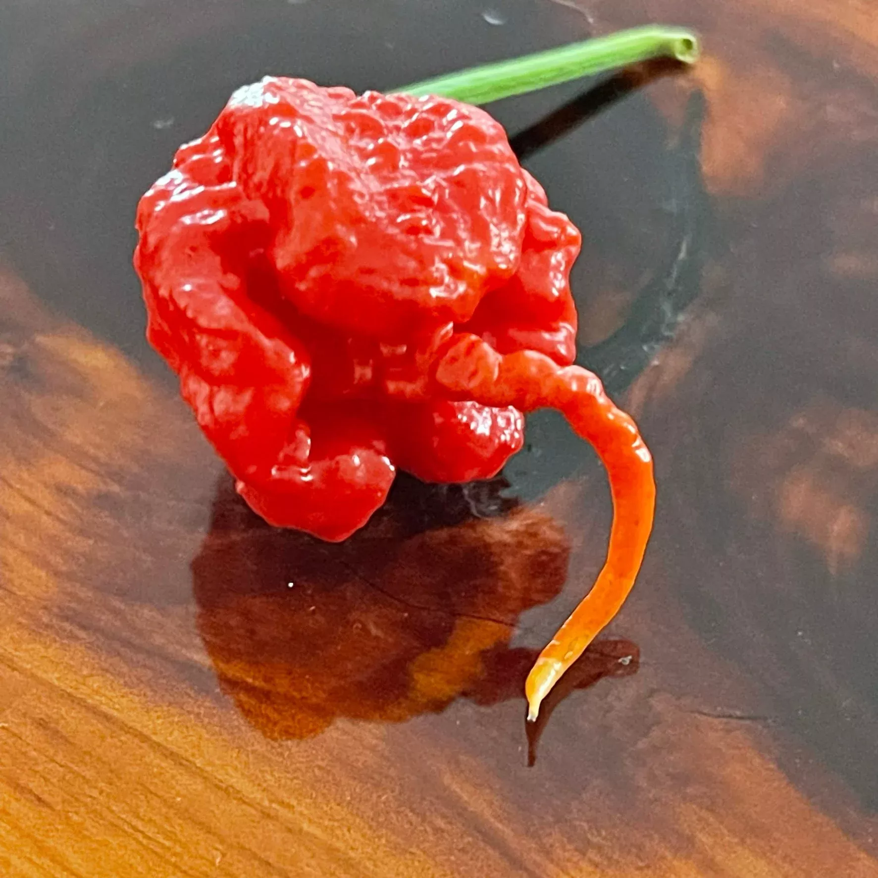 7 Pot Primo - Seeds
