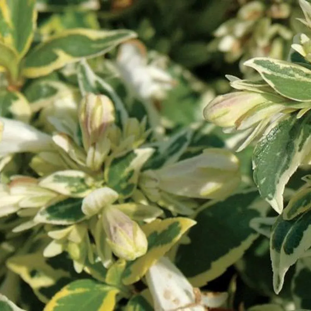 ABELIA Radiance #3