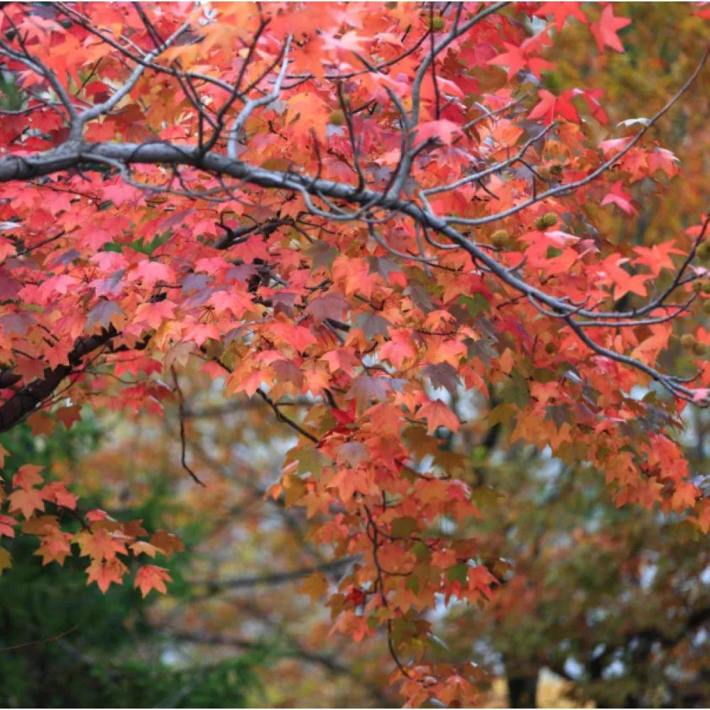 Acer r Florida Flame Maple #7
