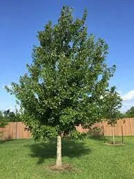 Acer r Red Maple #15