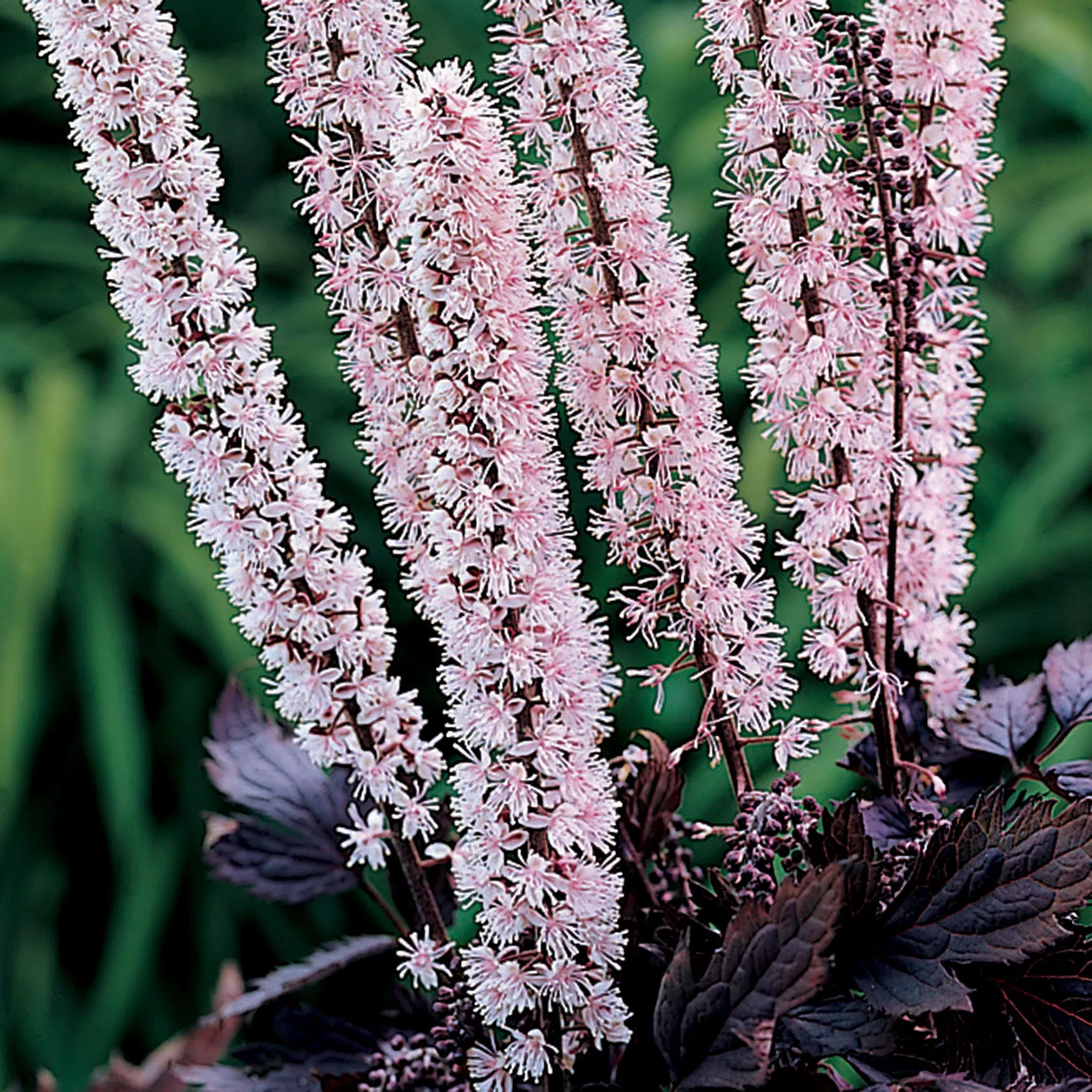 Actaea, Pink Spike
