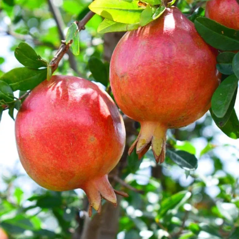 Afganski Pomegranate Plant