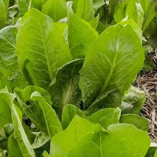 African Cabbage
