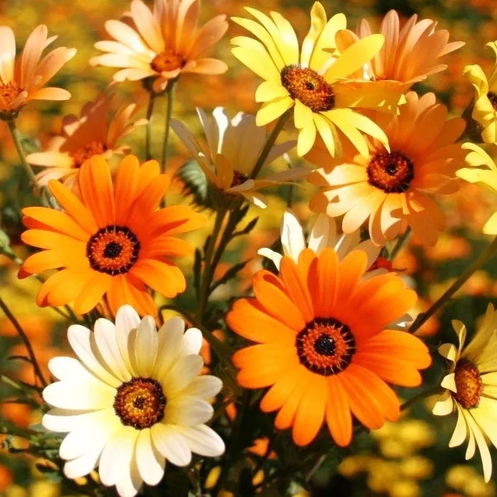African Daisy Mix