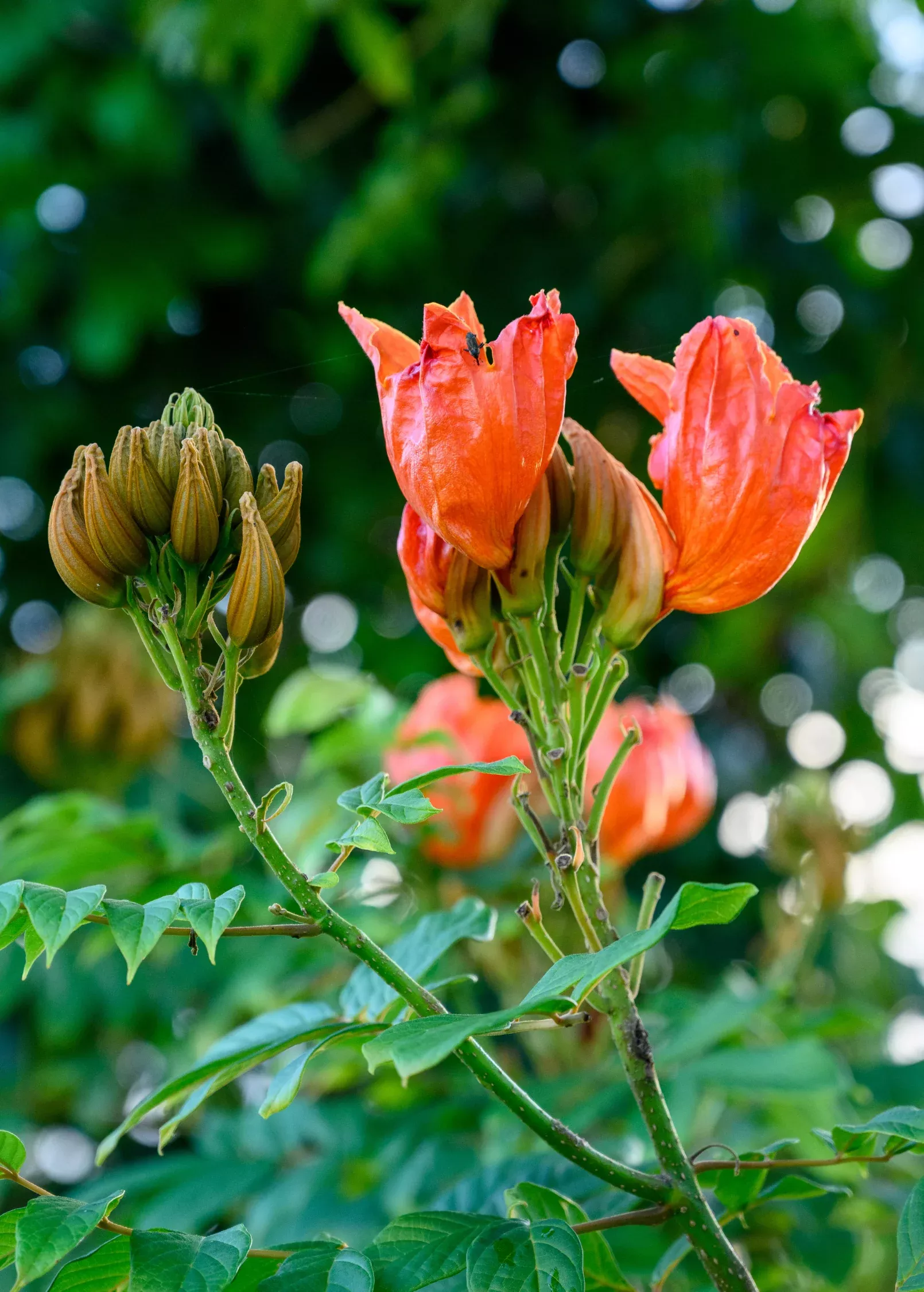 African Tulip Tree, Jamaican Donkey Pee Pee(Spathodea campanulata)