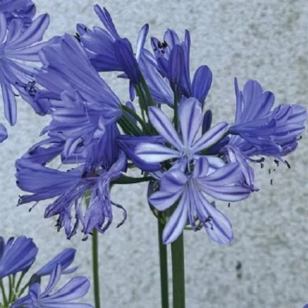 Agapanthus_Blue