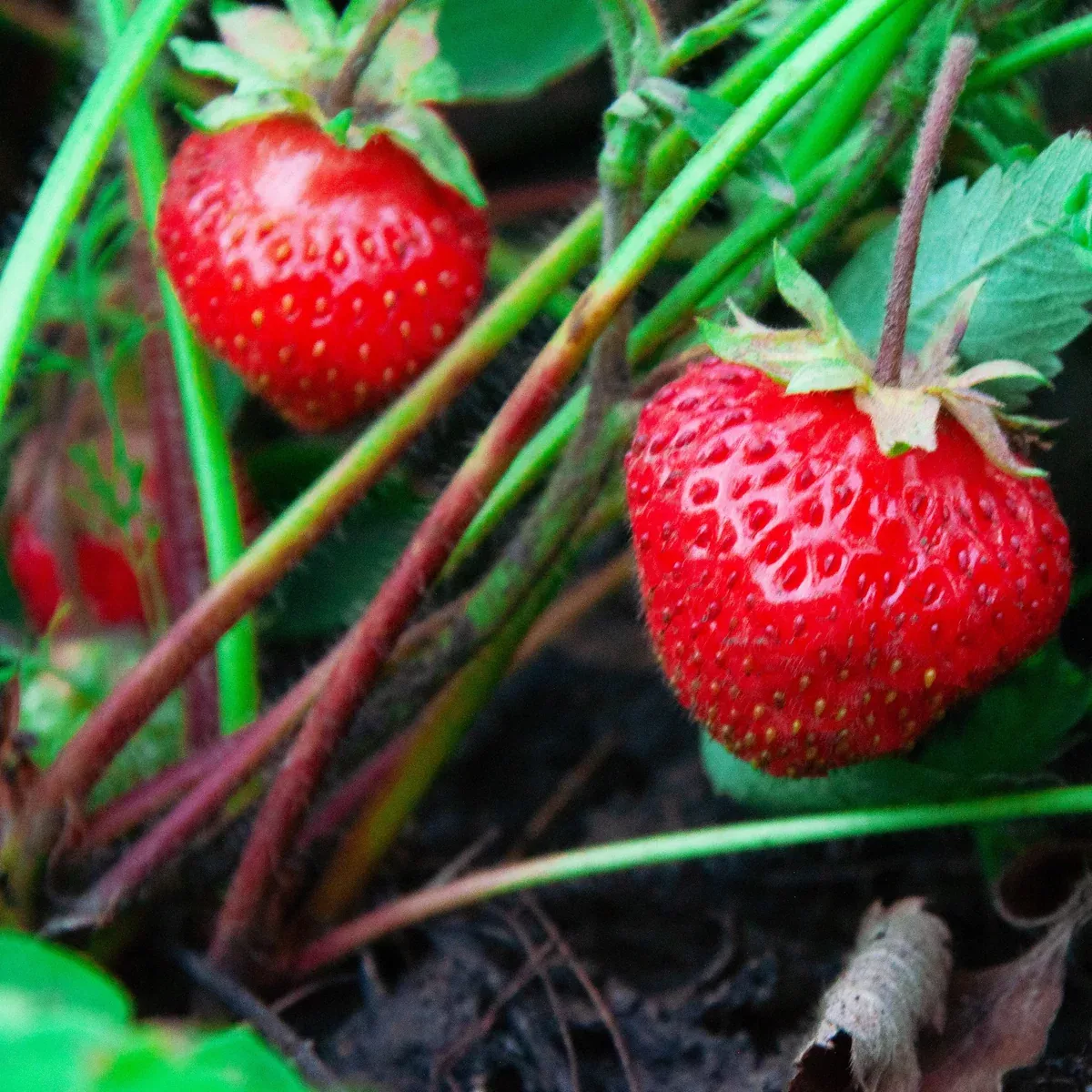 Albion Strawberry Starter Plants