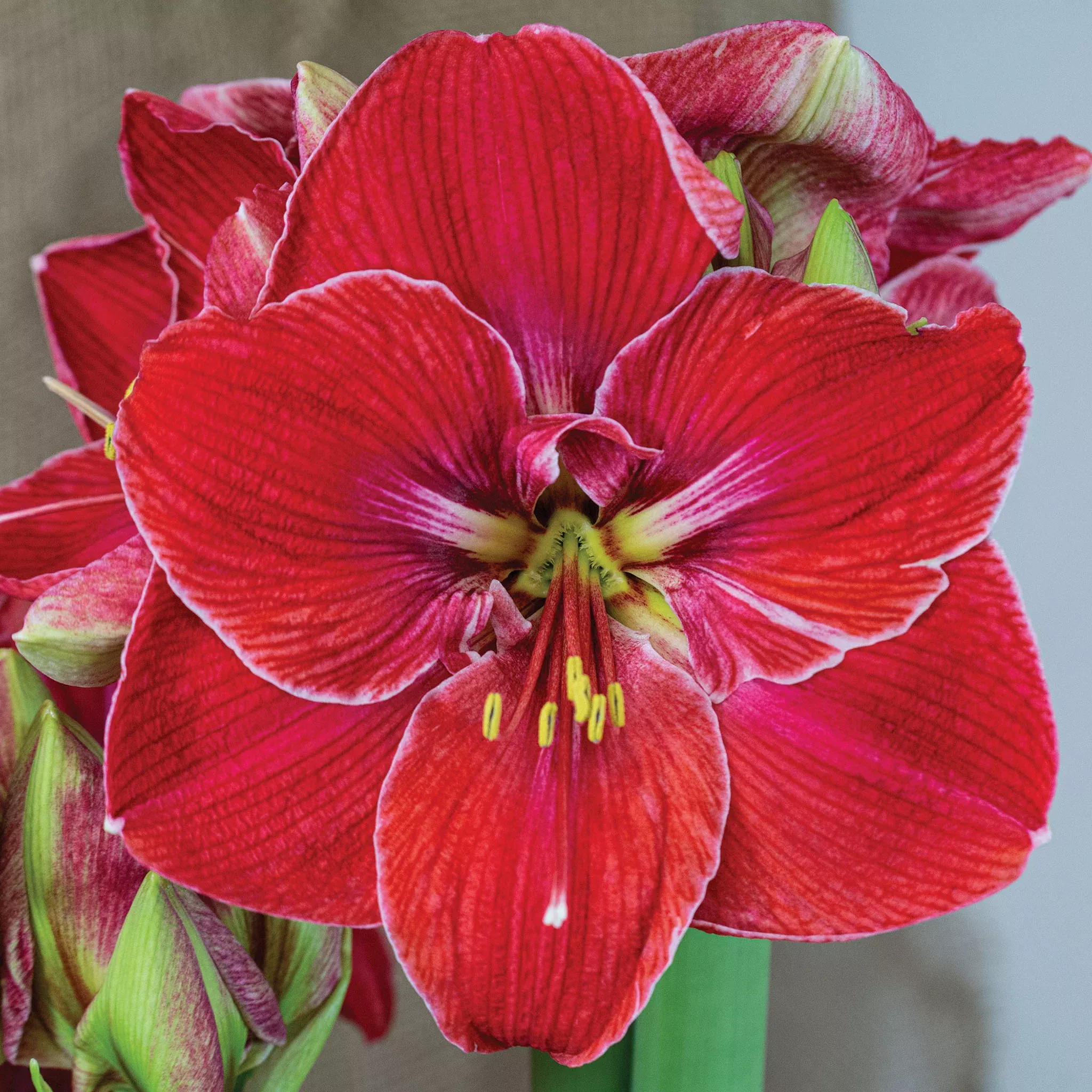 Amaryllis, Magic Touch