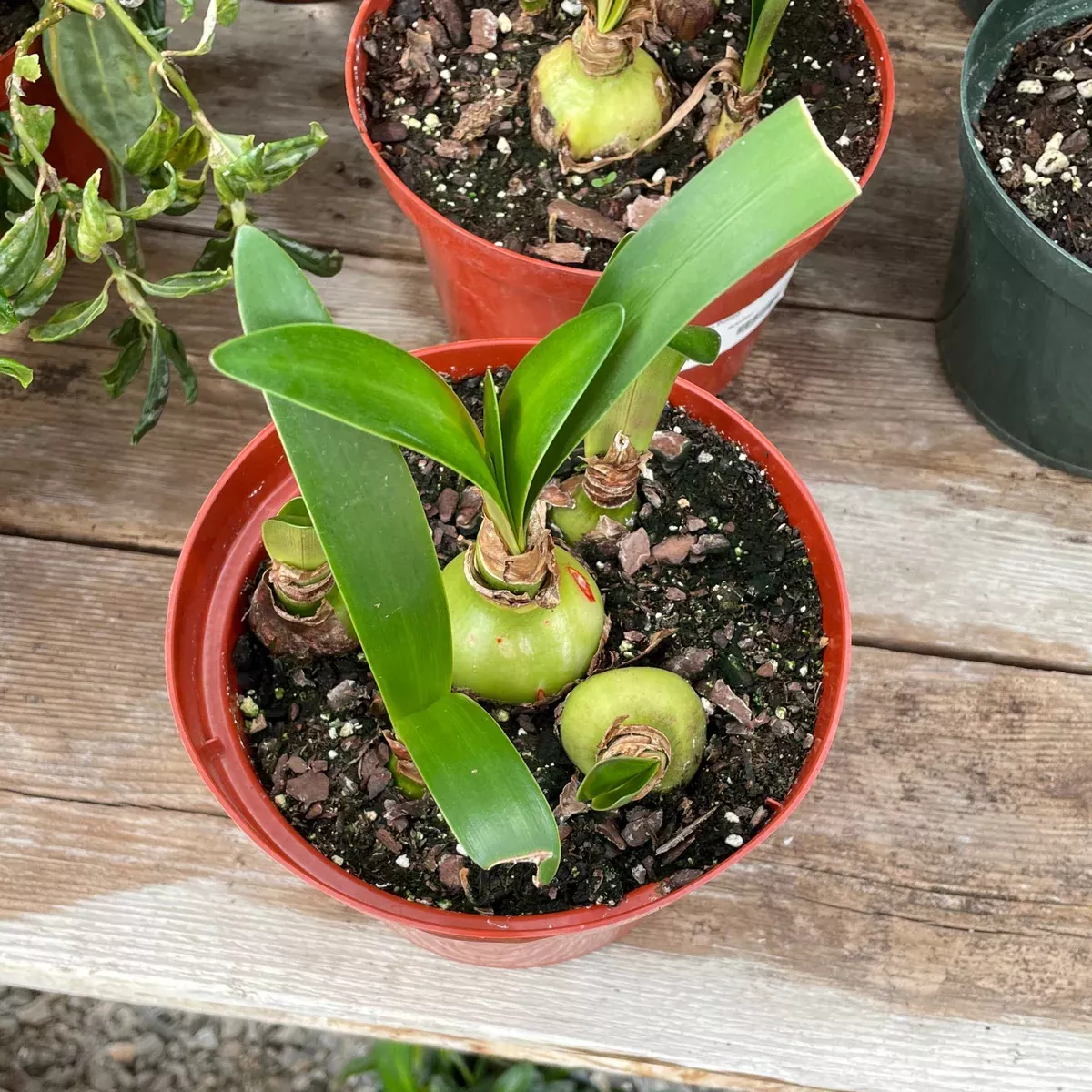 Amaryllis Potted