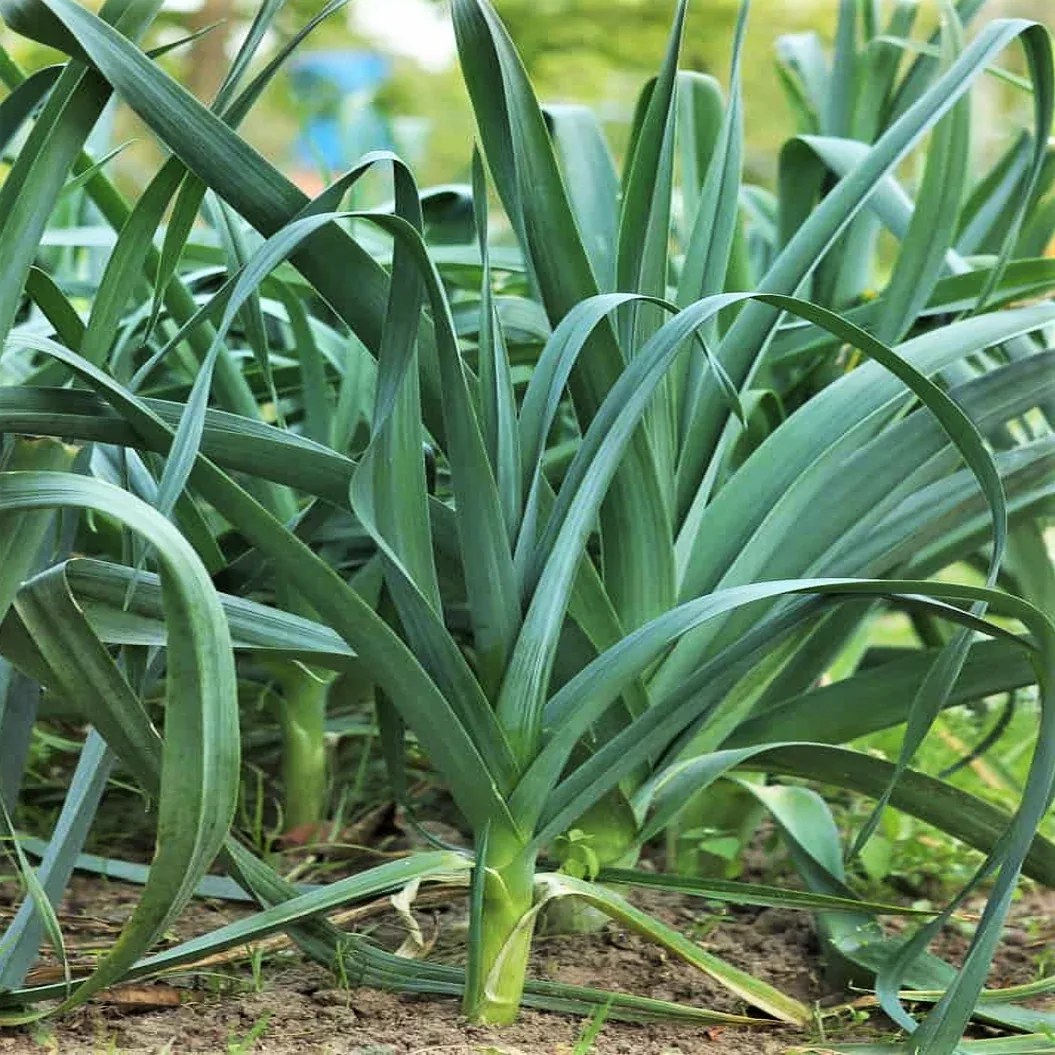 American Flag Leek