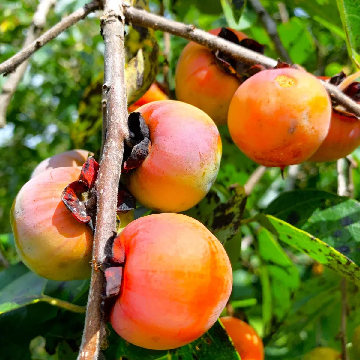 American Persimmon Tree