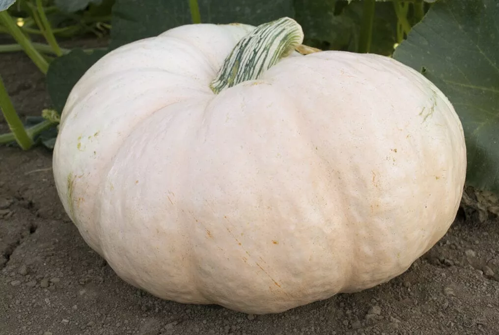 Amish Pie Squash
