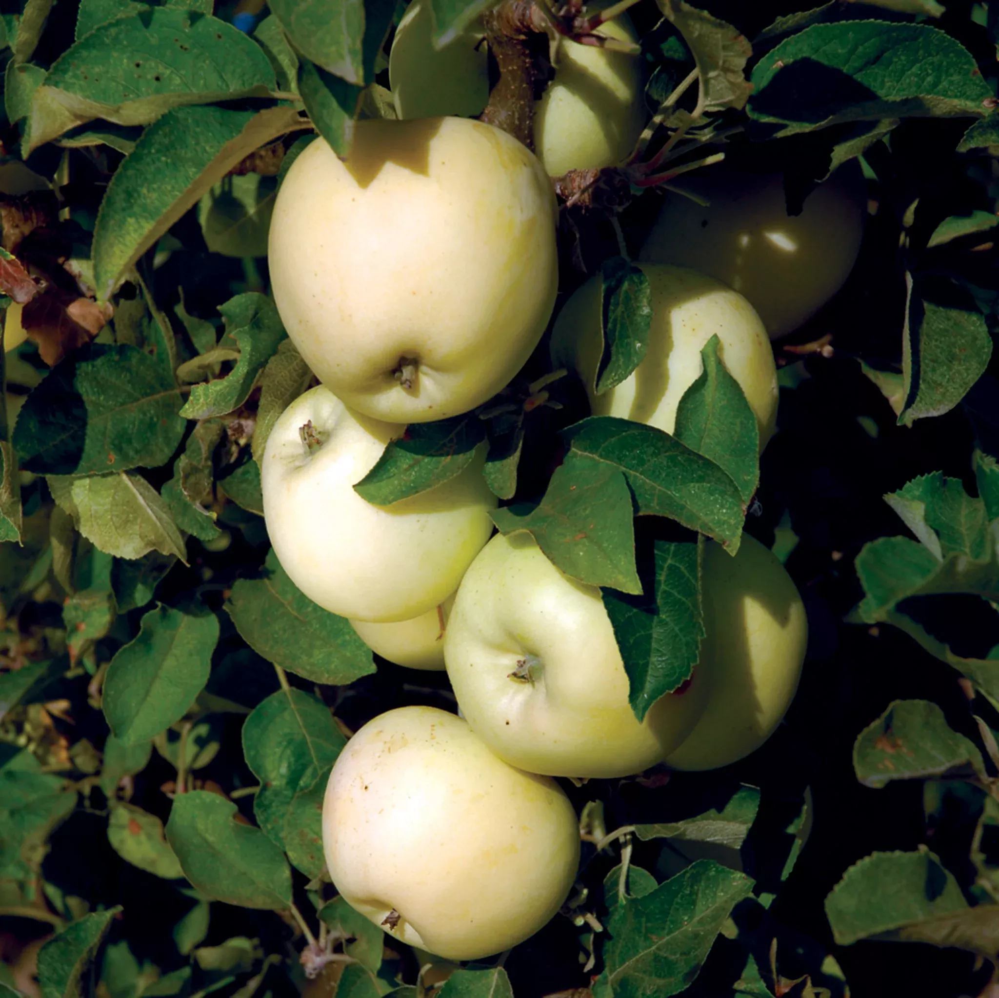 Apple, Columnar, White Icicle™