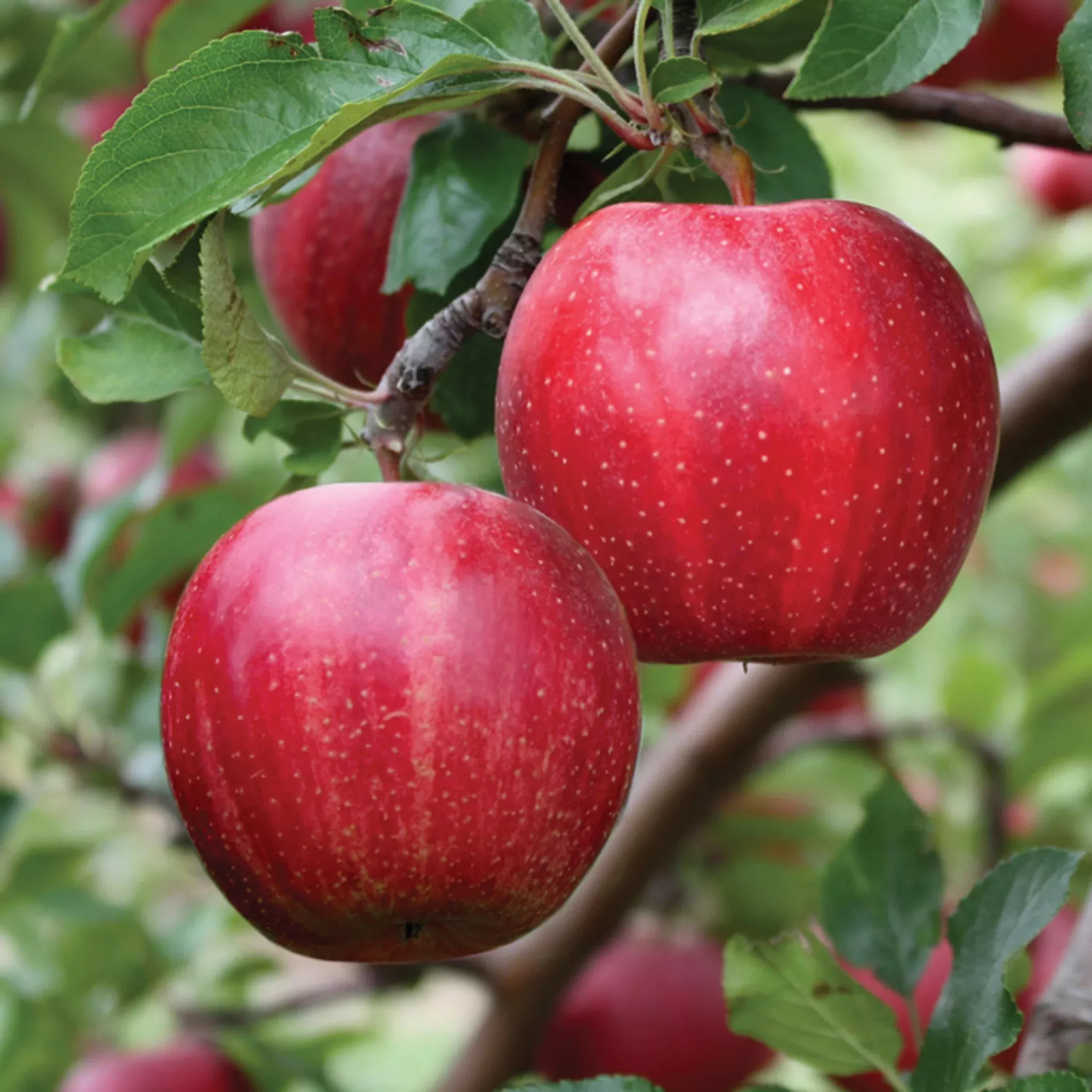 Apple, Dwarf, Buckeye Gala