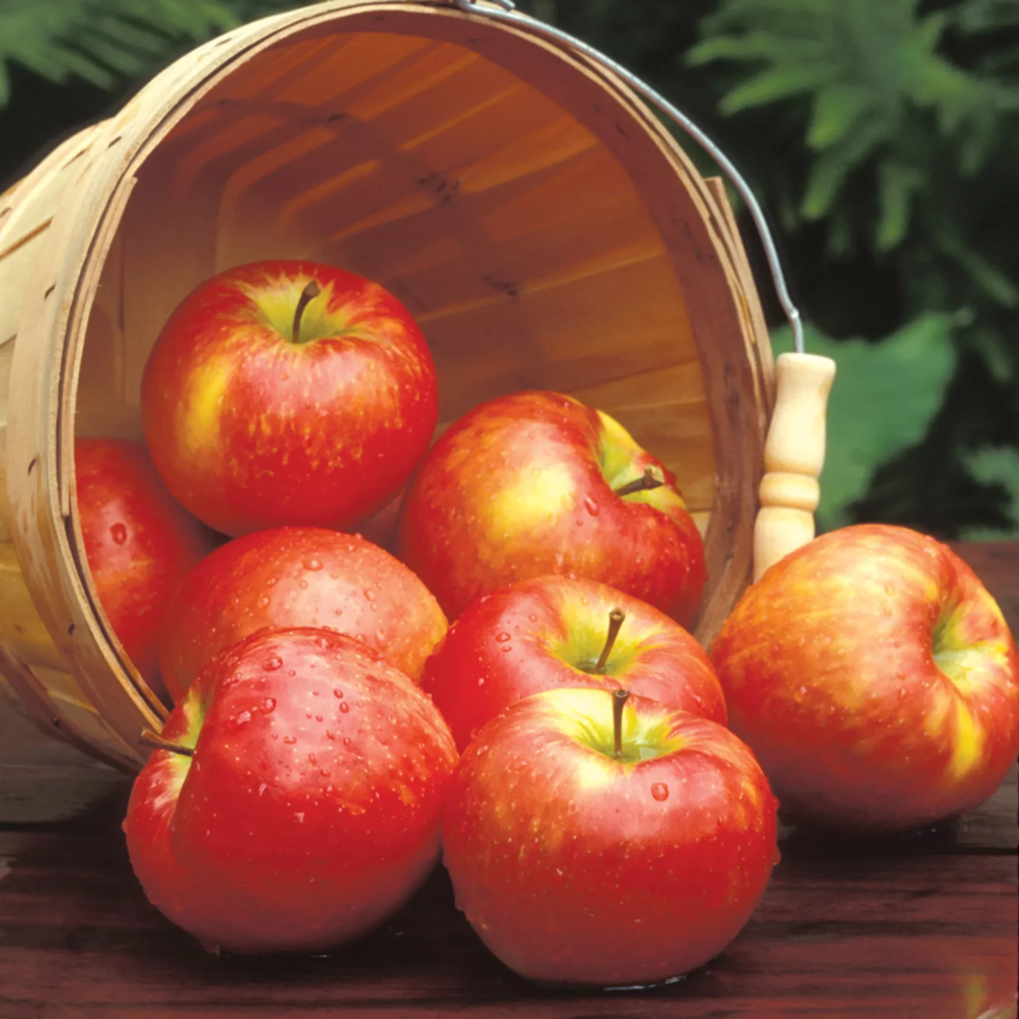 Apple, Dwarf, Honeycrisp