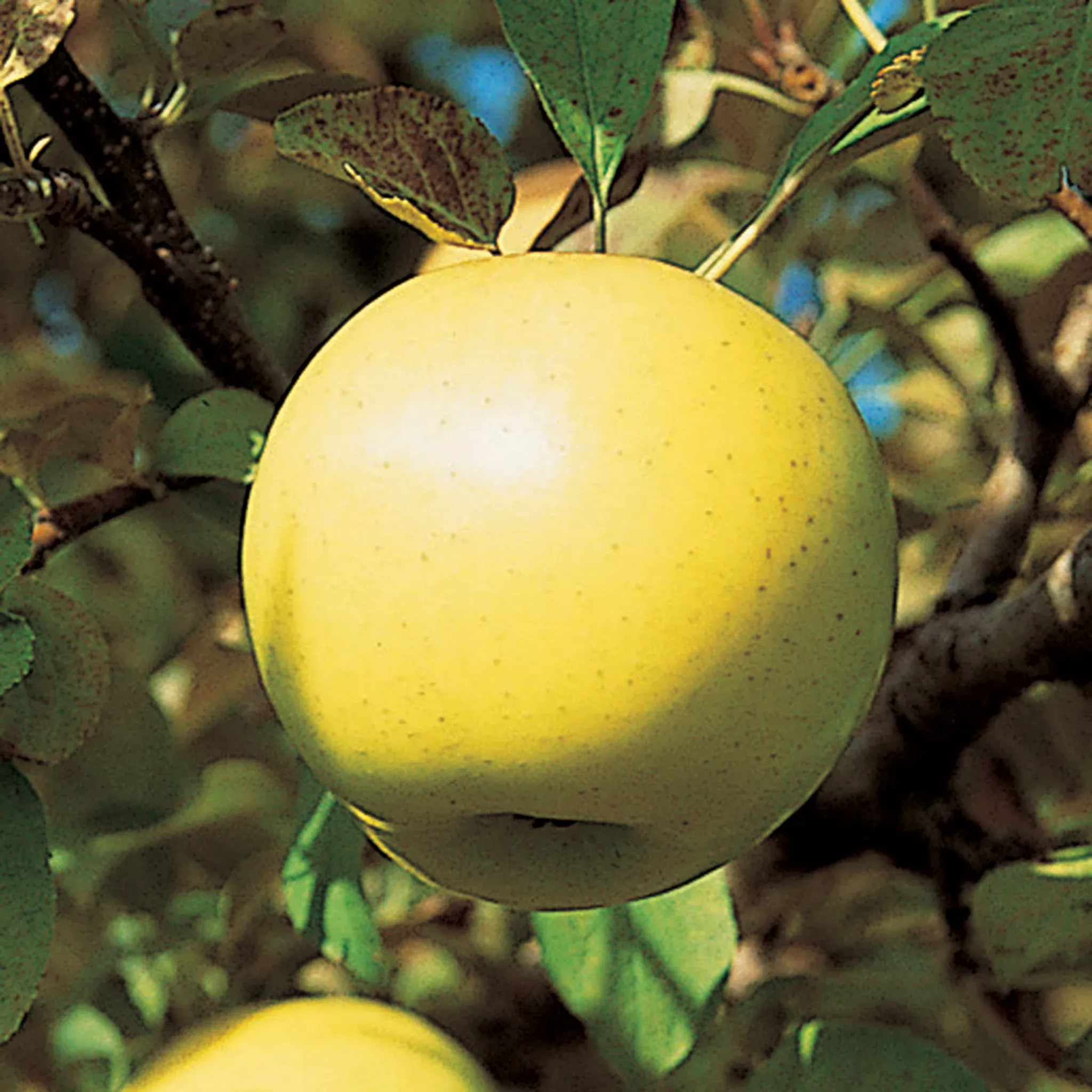 Apple, Dwarf, Honeygold