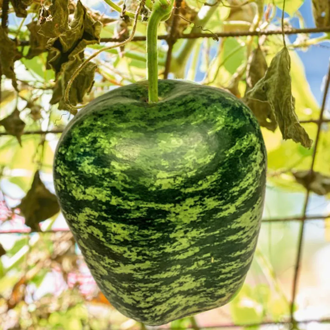 Apple Gourd