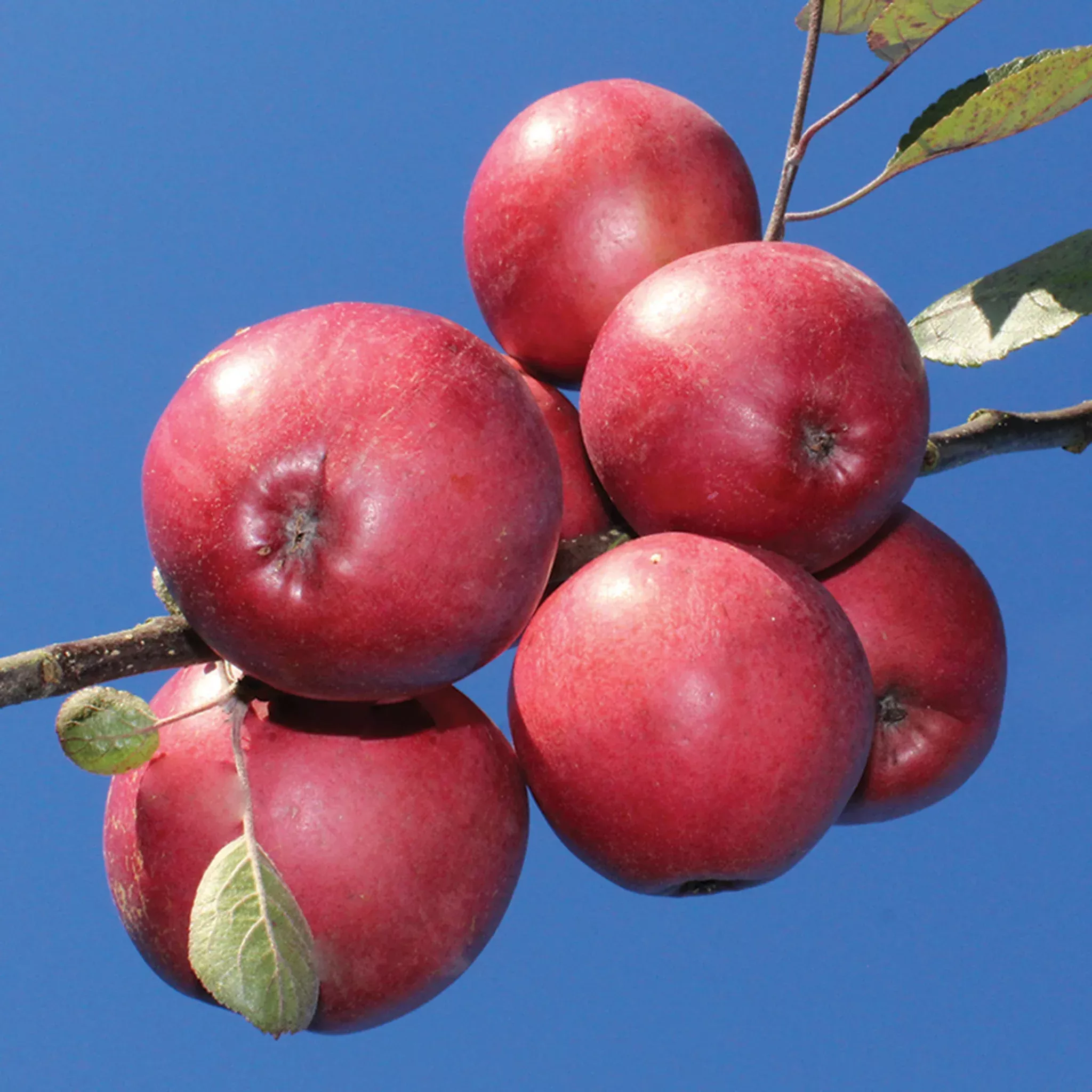 Apple, Redlove Odysso
