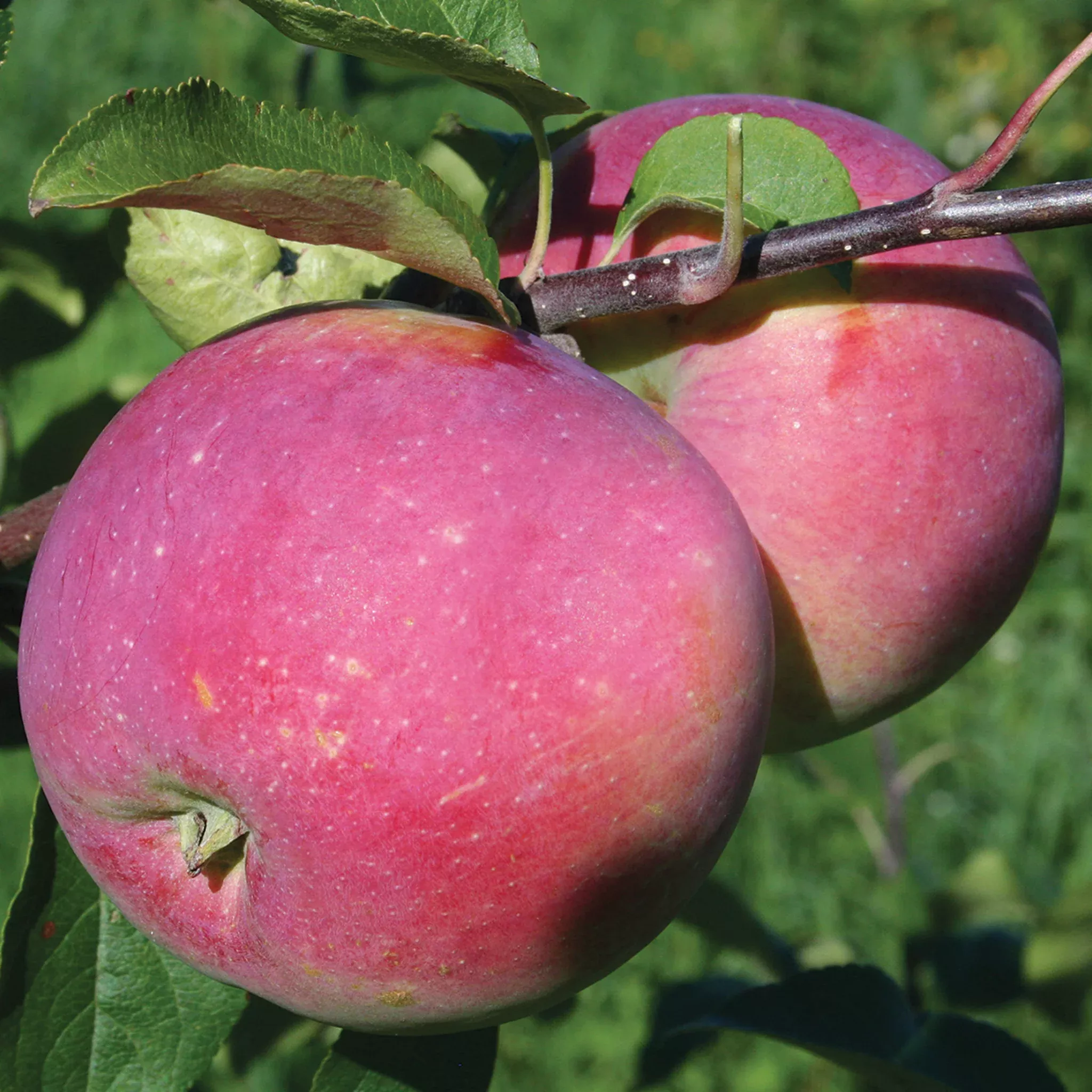 Apple, Semi-Dwarf, Prairie Magic