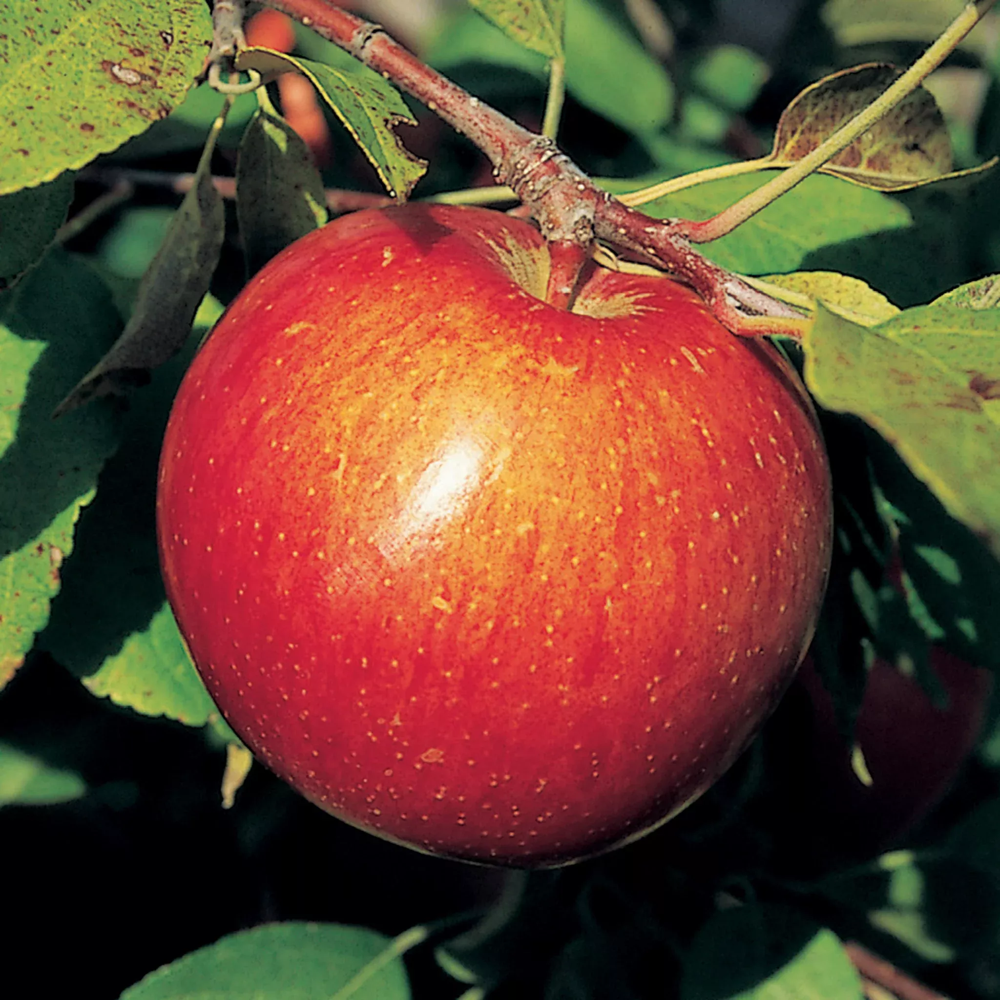 Apple, Semi-Dwarf, Red Haralson