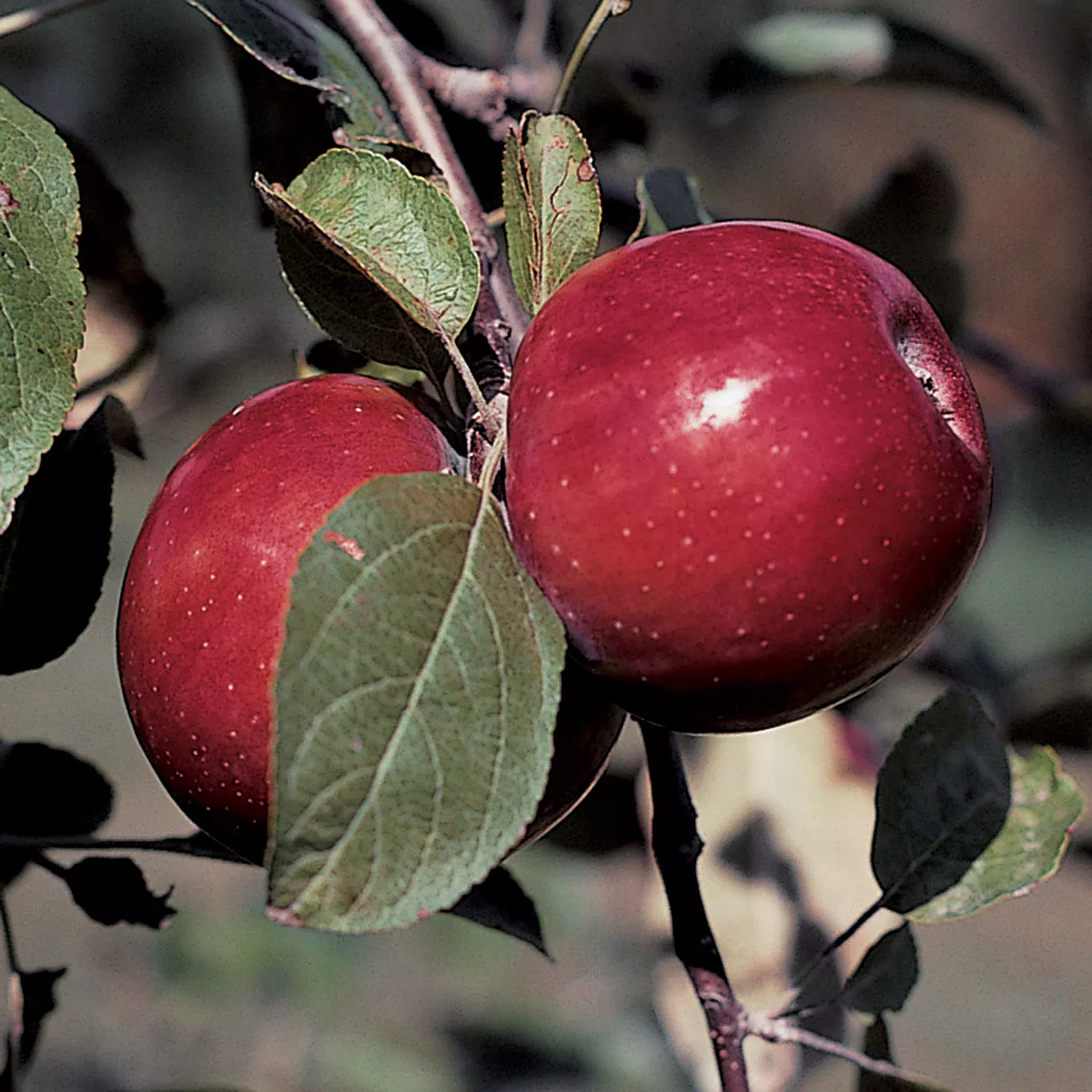 Apple, Semi-Dwarf, RubyMac McIntosh