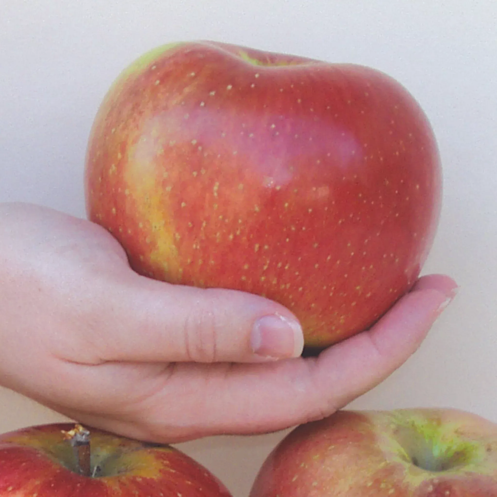 Apple, Semi-Dwarf, Wolf River