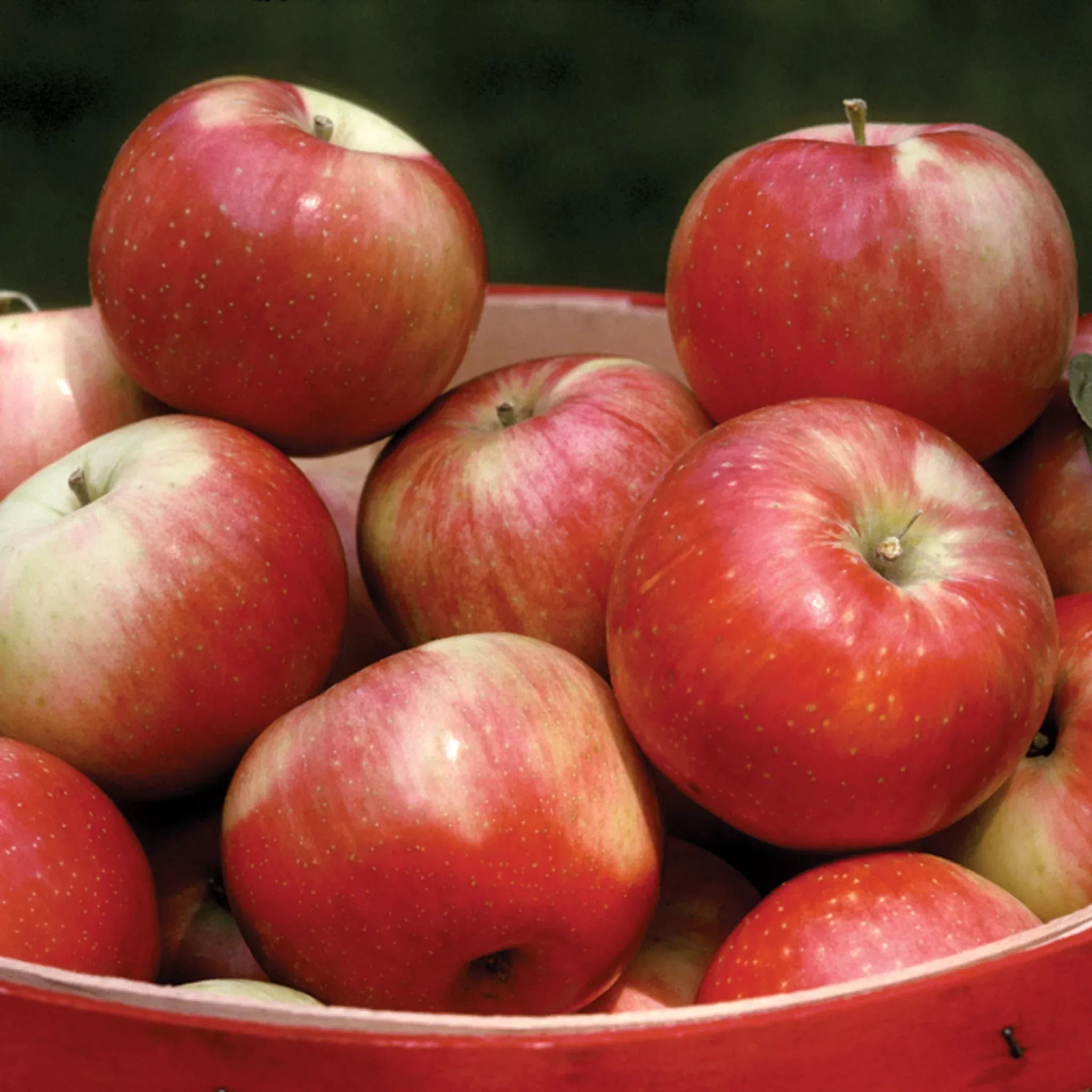 Apple, Semi-Dwarf, Zestar