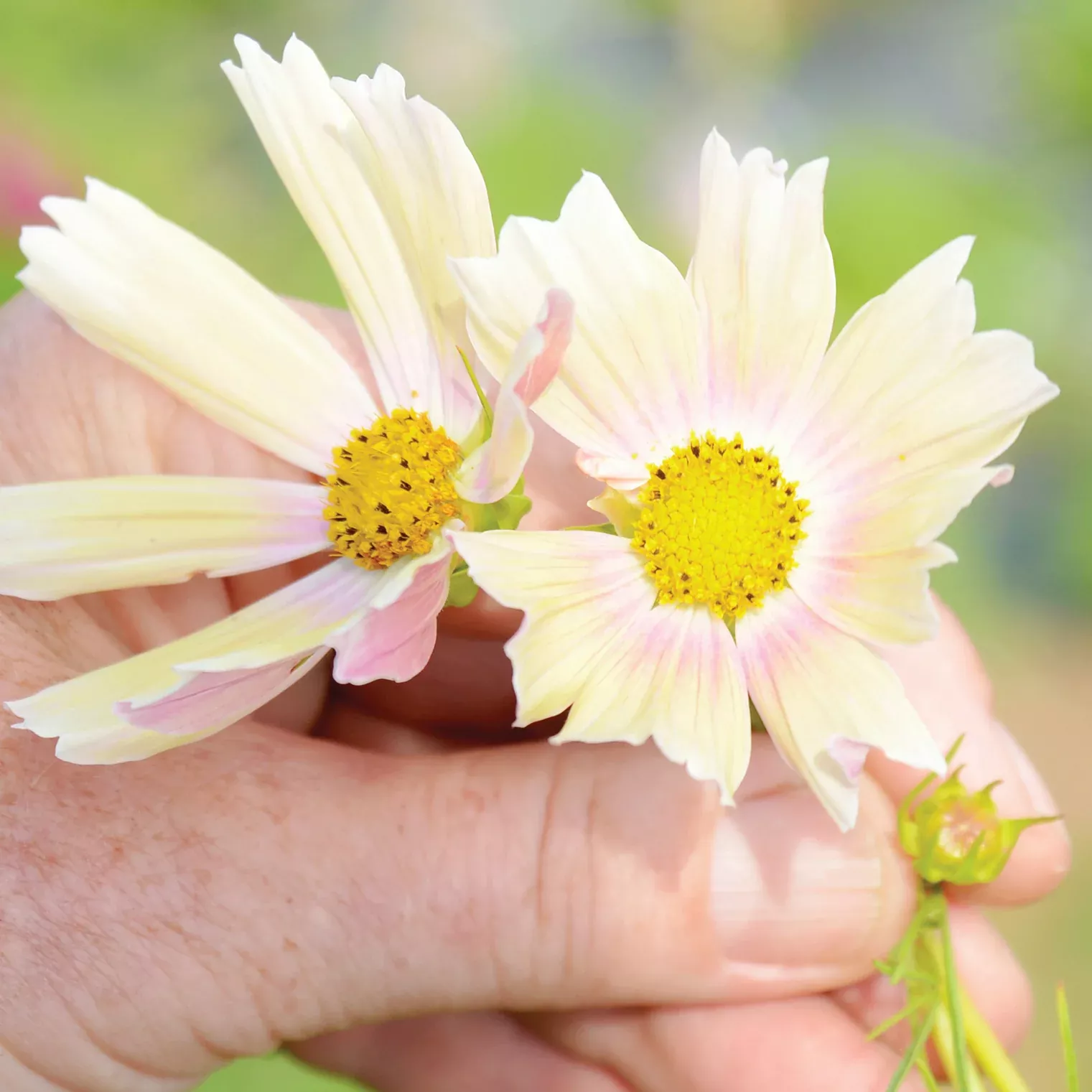 Apricot Lemonade Cosmos