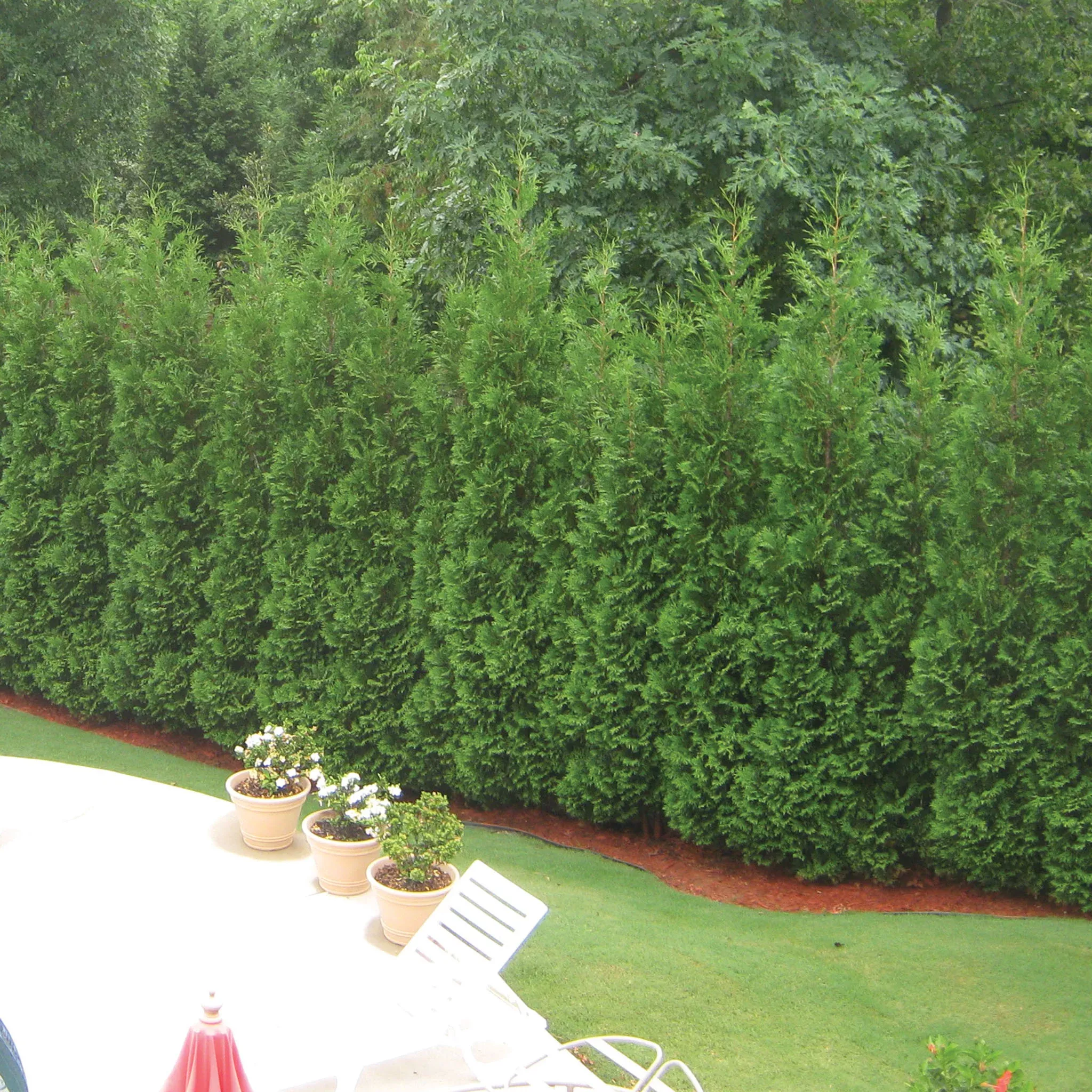 Arborvitae, American Pillar, Full Speed A Hedge