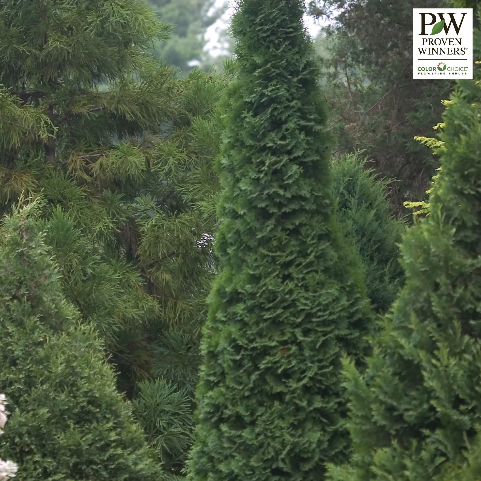 Arborvitae, North Pole