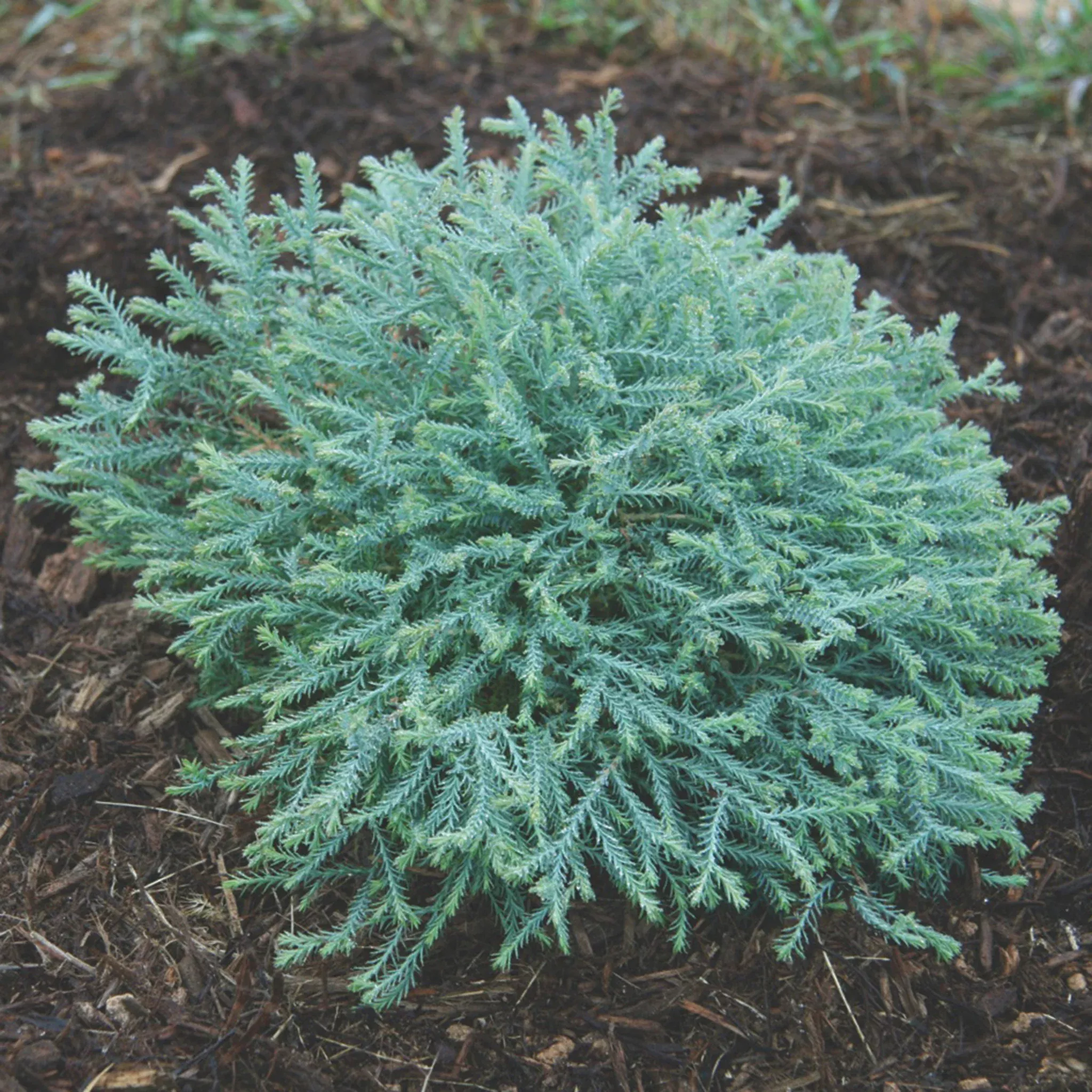 Arborvitae, Pancake™