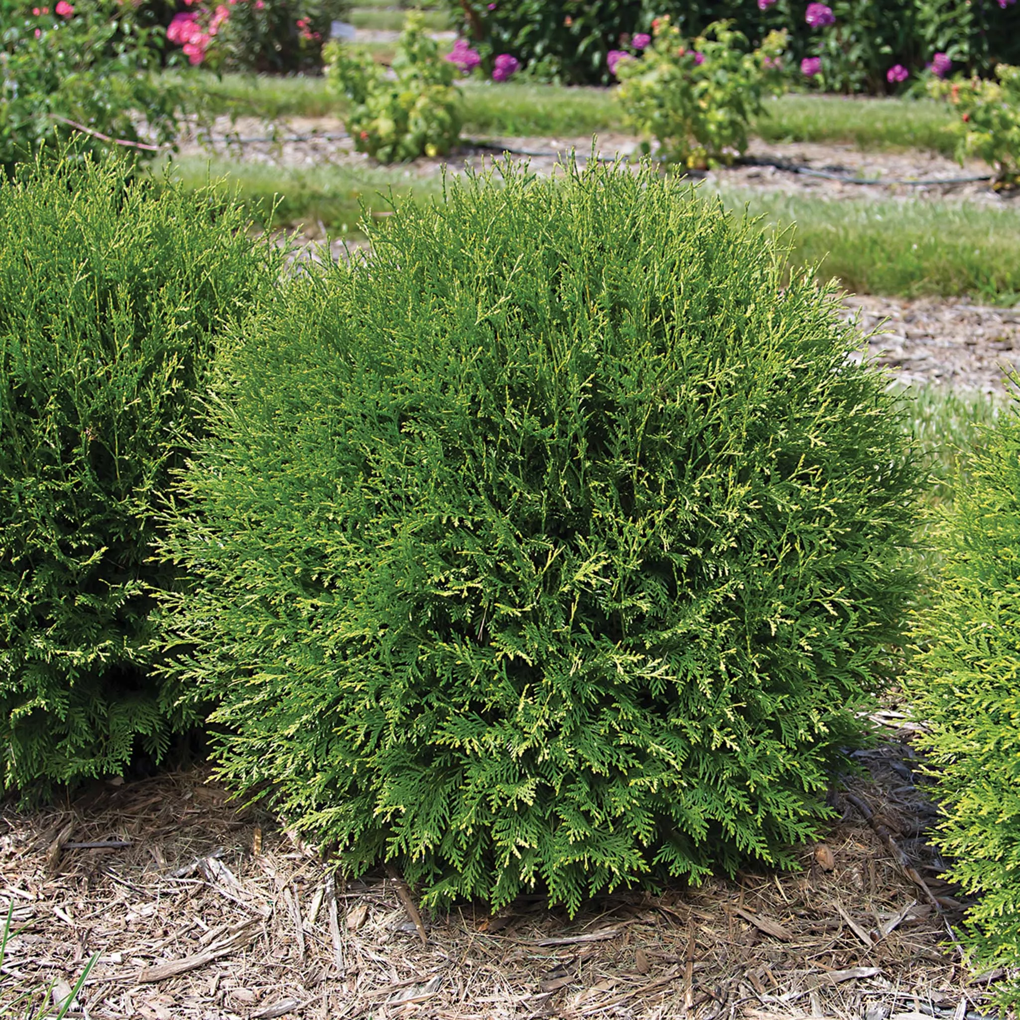 Arborvitae, Planet Earth
