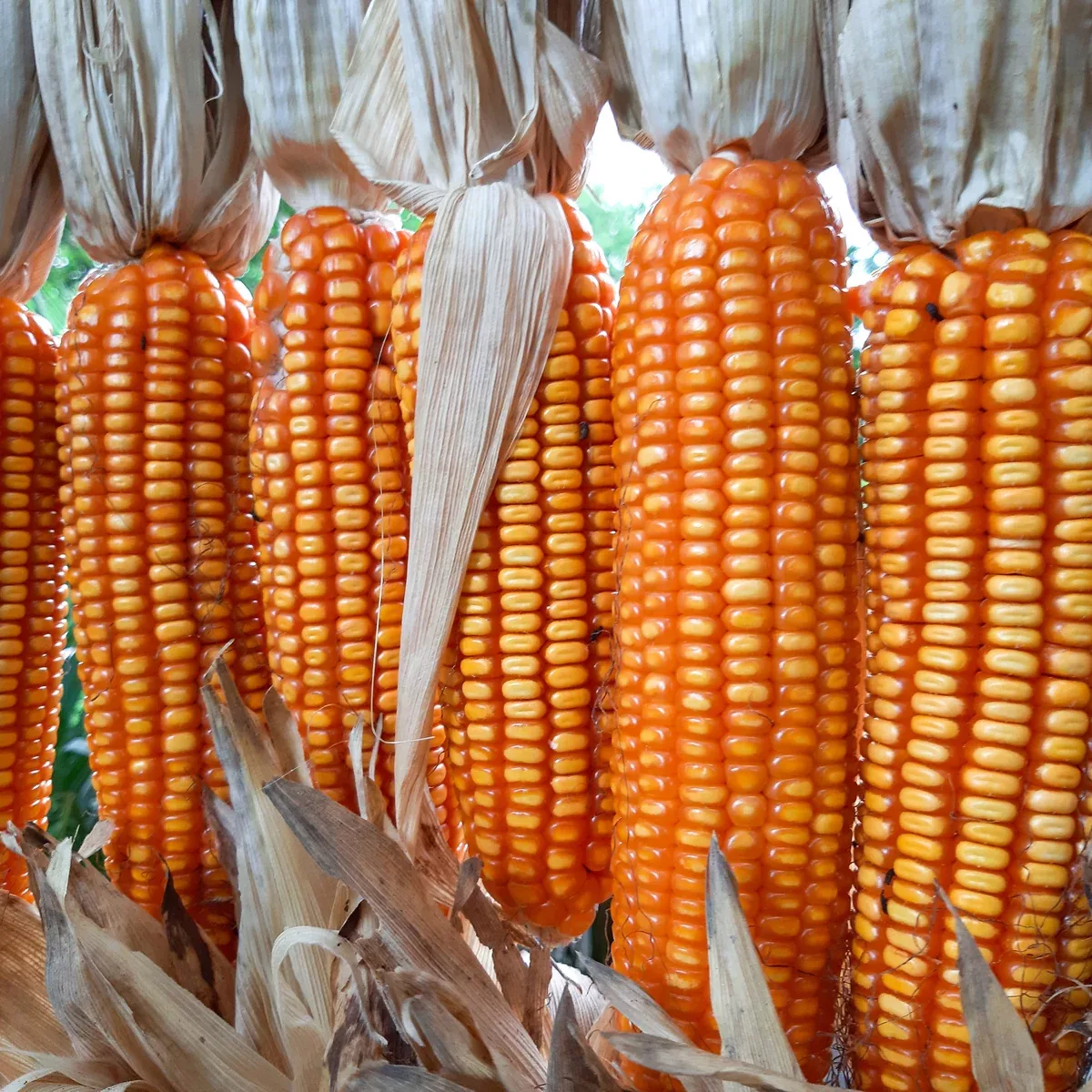 Argentina Orange Creole Flint Corn
