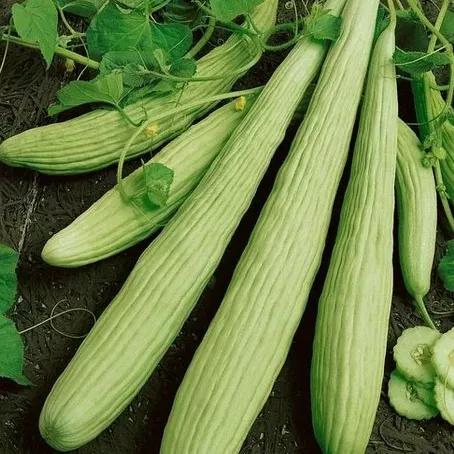 Armenian Cucumber
