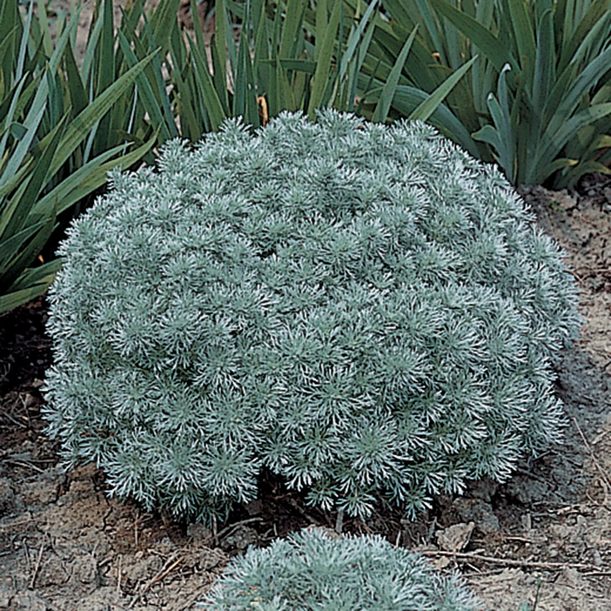 Artemisia, Silver Mound