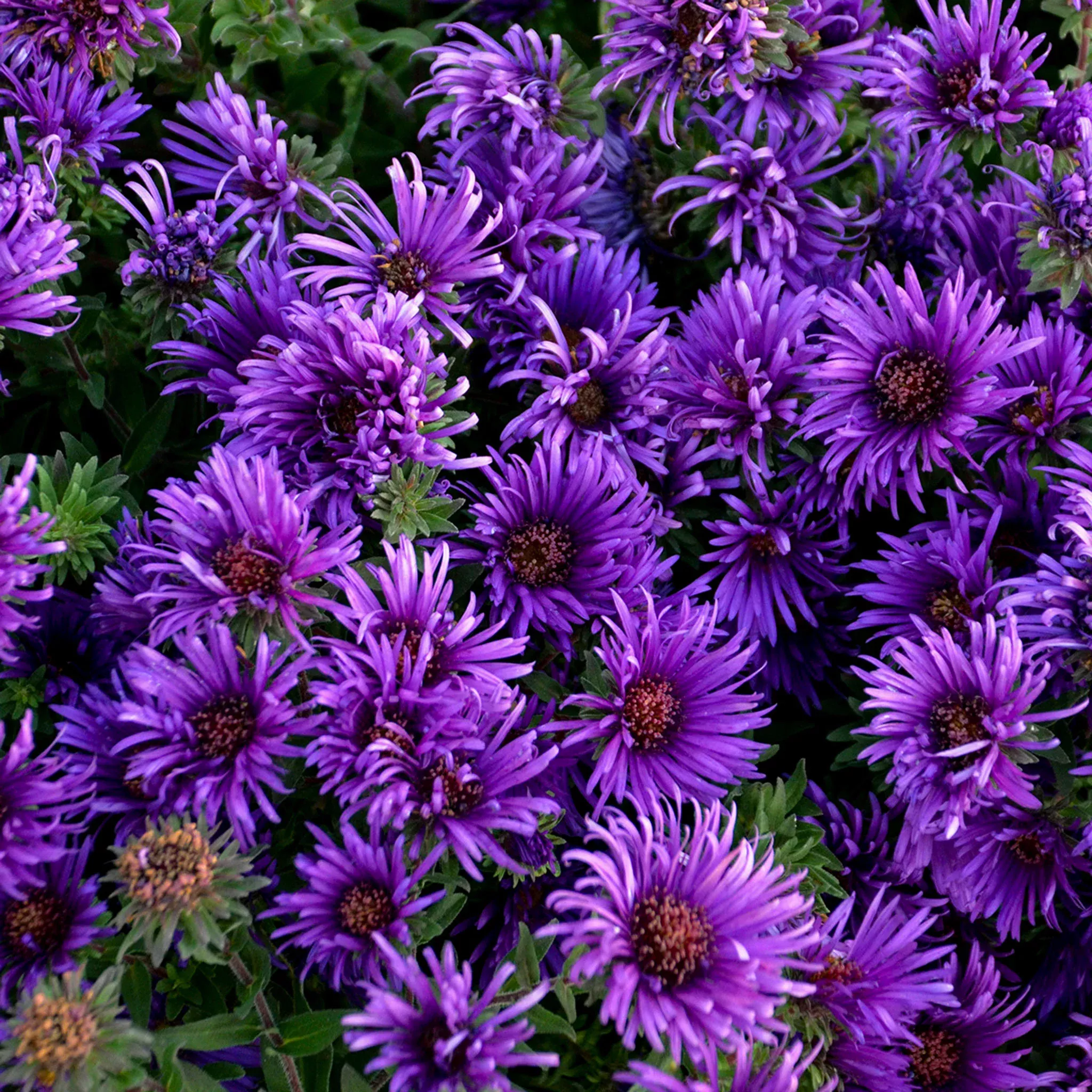 Aster, Grape Crush