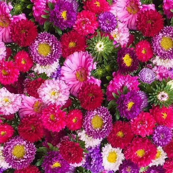Aster Powderpuff Mix