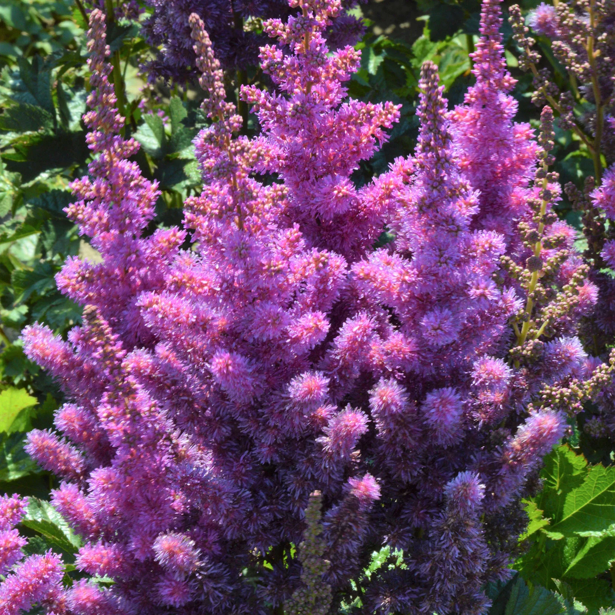 Astilbe, Black Pearls