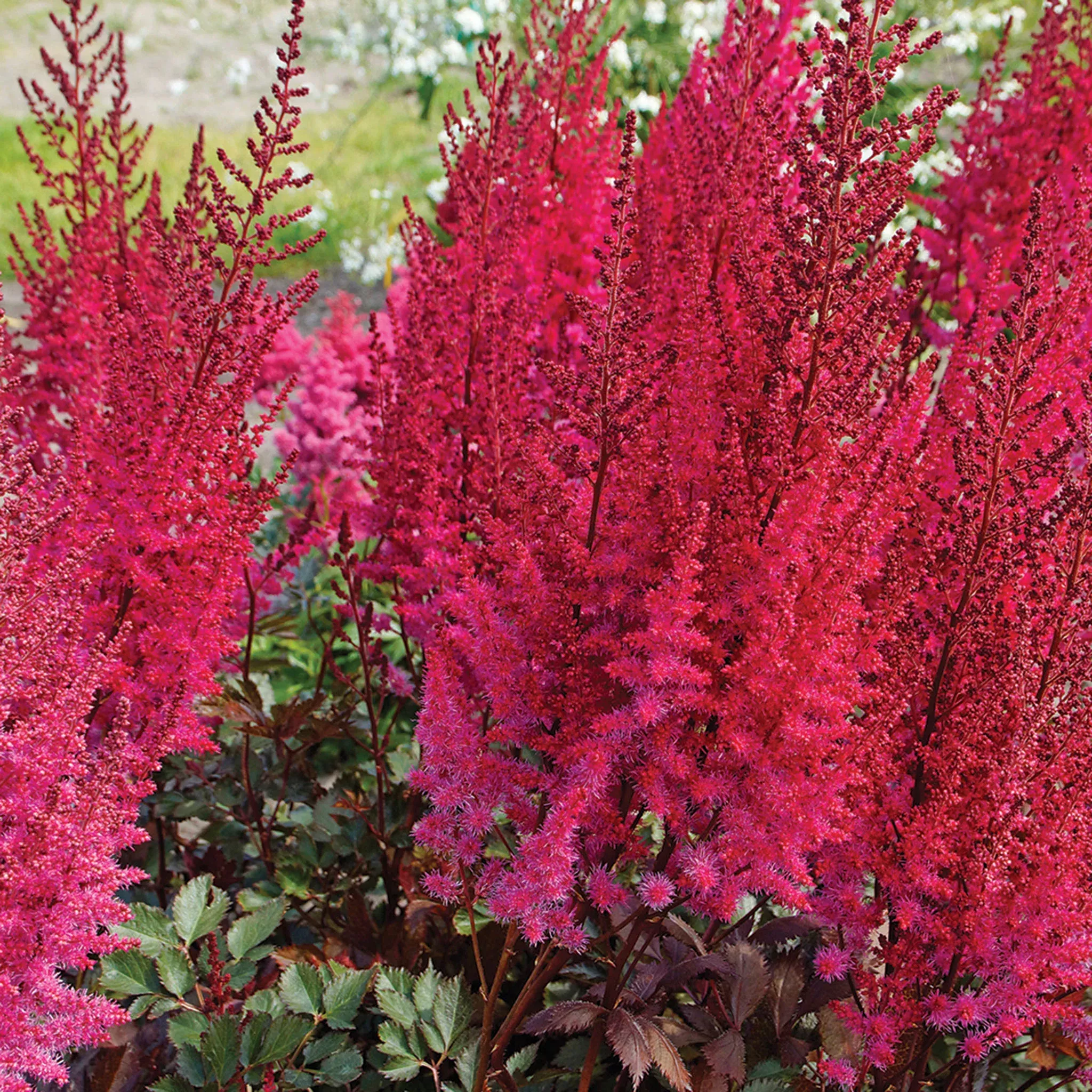 Astilbe, Mighty Chocolate Cherry
