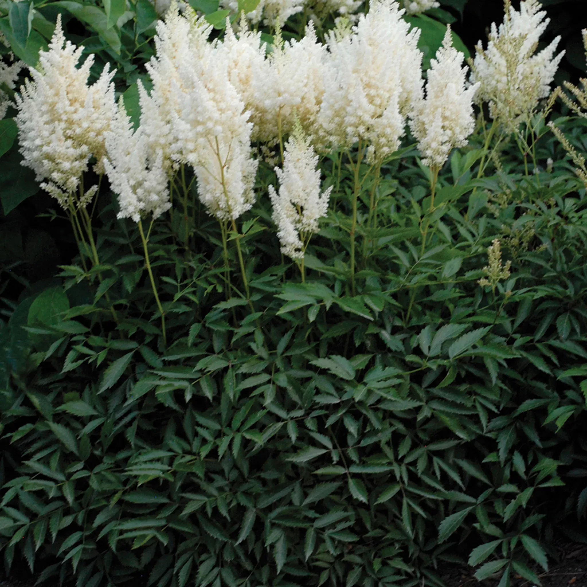 Astilbe, White Gloria
