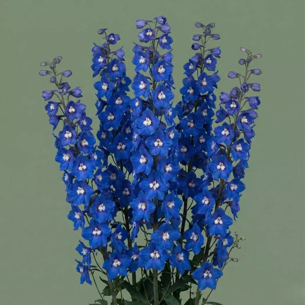 Aurora Blue Delphinium