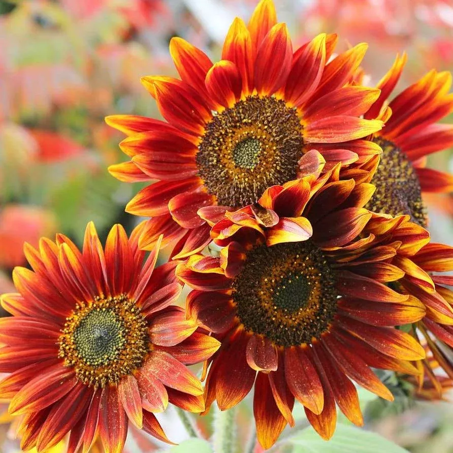 Autumn Beauty Sunflower