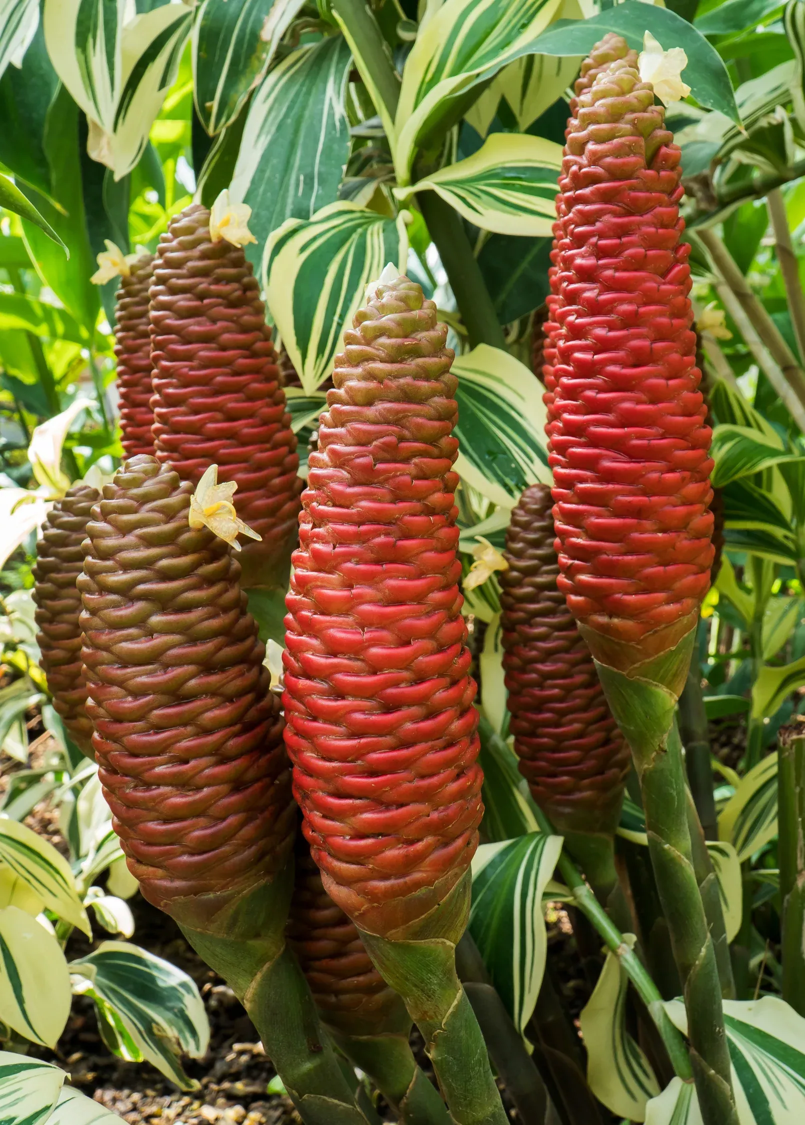 Awapuhi Shampoo Ginger (Zingiber zerumbet)