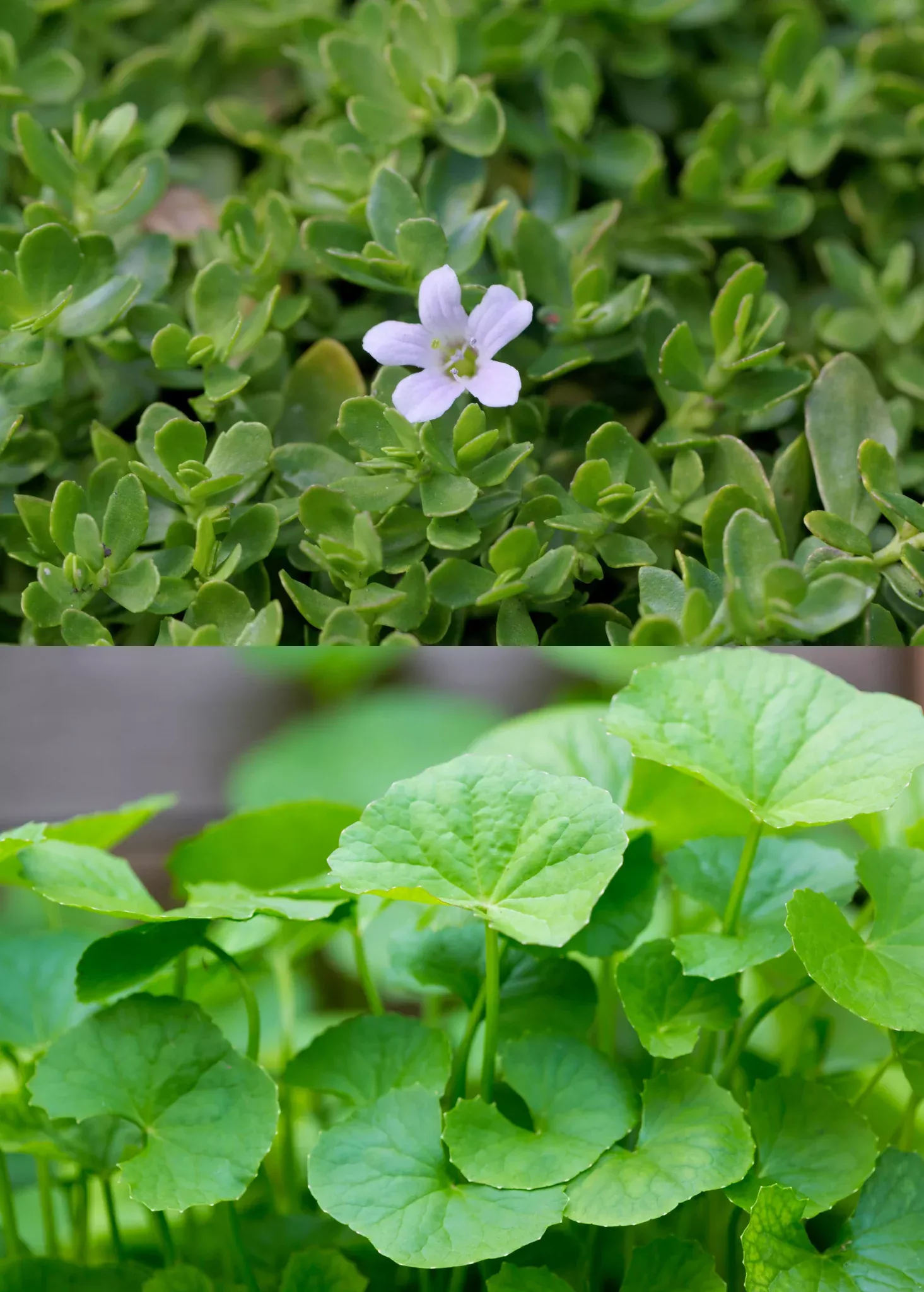 Ayurveda Herb Bundle: Gotu Kola & Brahmi
