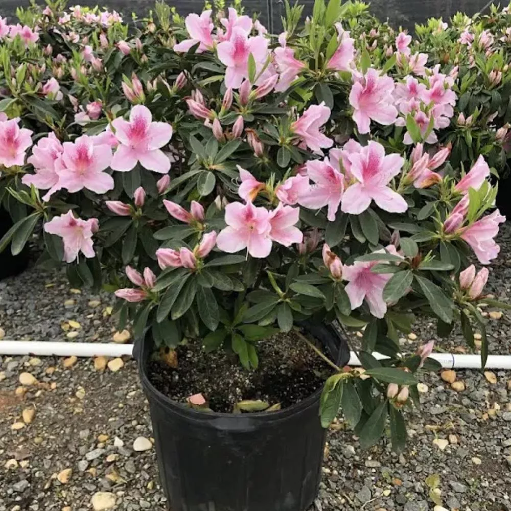 AZALEA George Taber #3